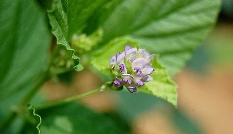 Psoralea Corylifolia